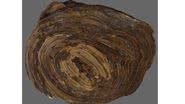 Imagem do cálculo estomacal de mais de 150 milhões de anos - Divulgação/Universidade de Reading/The Etches Collection