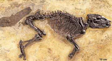 Fóssil de espécie antecessora dos cavalos - Divulgação - HLMD