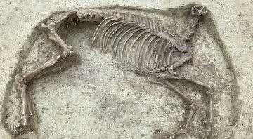 Esqueleto de cavalo decepado encontrado na Alemanha - Divulgação/Baden-Wuerttemberg State Office for Monument Preservation