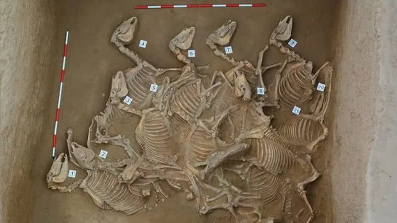 Alguns esqueletos de cavalos descobertos em antiga cidade da Idade do Bronze da China - Divulgação/Antiquity Publications Ltd/Kai Bai