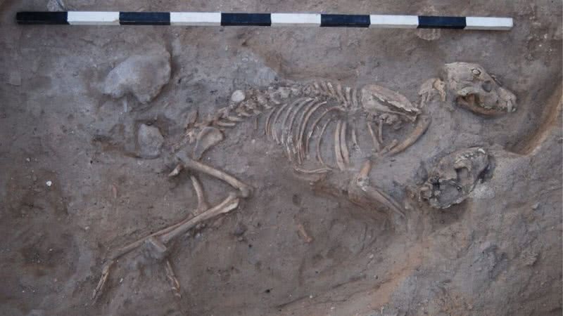 Um dos esqueletos de cachorro encontrado no cemitério do Parque Nacional de Ashkelon - Divulgação/Expedição Leon Levy para Ashkelon