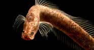 Novo peixe foi encontrado no ano passado - Museu de História Natural de Berga