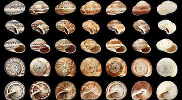 Imagem ilustrativa de conchas de moluscos - Wikimedia Commons