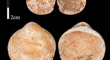 Conchas encontradas na Caverna Qafzeh, em Israel - Divulgação/ Universidade de Tel Aviv/ Bar-Yosef Mayer et. al