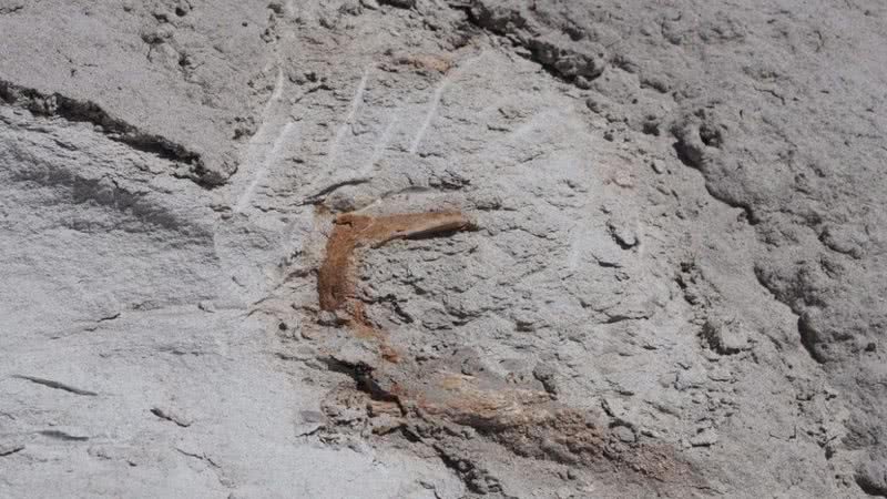 Crânio recém-escavado no Novo México, EUA - Divulgação - Doug Shore