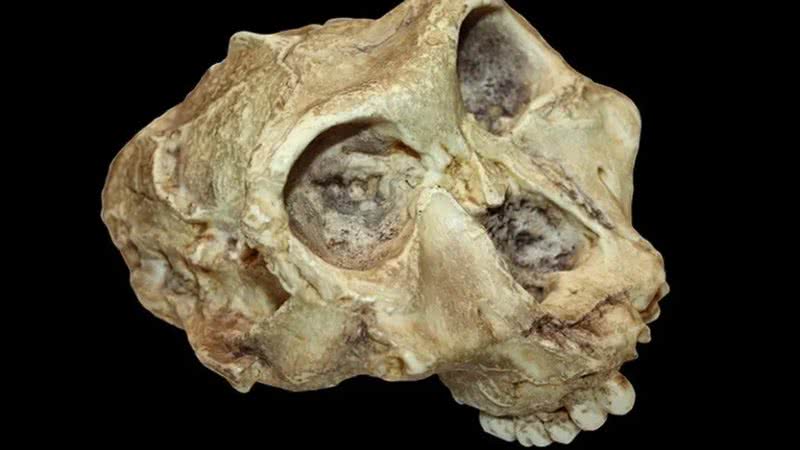 Antigo crânio de Paranthropus robustus - Divulgação/Nature/Alamy/Sabena Jane Blackbird