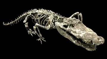Fotografai de esqueleto de parente distante dos crocodilos - Divulgação/ Gunma Museum of Natural History