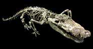 Fotografai de esqueleto de parente distante dos crocodilos - Divulgação/ Gunma Museum of Natural History