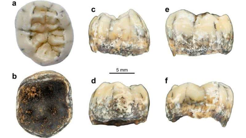 Imagem mostrando dente pré-histórico em vários ângulos - Divulgação/ Nature Communications