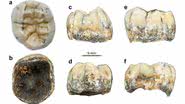 Imagem mostrando dente pré-histórico em vários ângulos - Divulgação/ Nature Communications