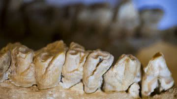 Fotografia dos dentes do rinoceronte fossilizado - Divulgação/ Chinese Academy of Sciences