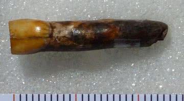 O dente descoberto na caverna Coupe-Gorge, França - Divulgação/DR
