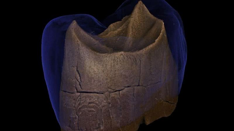 Um dos dentes de neandertal analisado - Divulgação/Wioletta Nowaczewska