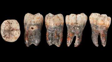 Dente de neandertal analisado - Divulgação/Instituto Max Planck