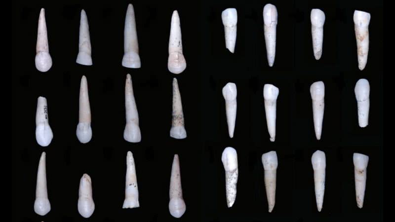 Imagem dos dentes analisados pelos cientistas - Divulgação/C. García Campos
