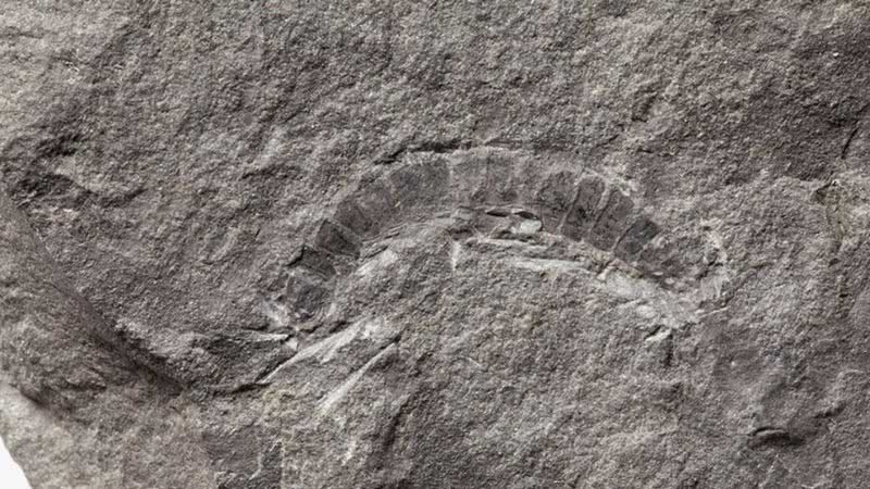 Imagem do fóssil de piolho-de-cobra - Divulgação