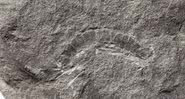 Imagem do fóssil de piolho-de-cobra - Divulgação