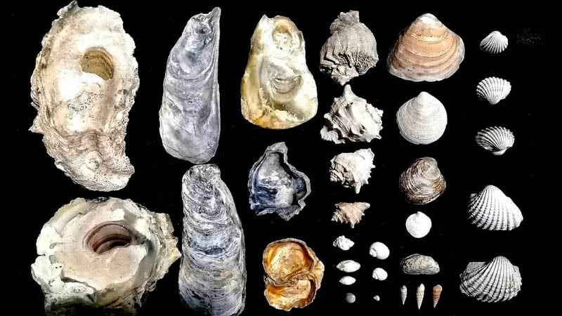 Conchas de 8 mil anos - Divulgação