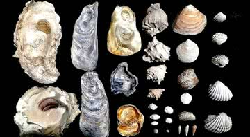 Conchas de 8 mil anos - Divulgação