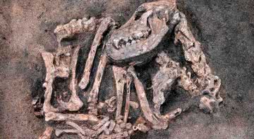 Fotografia dos ossos do cachorro pré-histórico - Divulgação