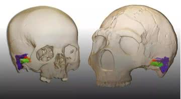 Fotografia de reconstrução de ouvidos de neandertais, comparados com ouvidos humanos - Divulgação/ Mercedes Conde-Valverde/Universidad de Alcala