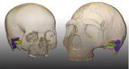 Fotografia de reconstrução de ouvidos de neandertais, comparados com ouvidos humanos - Divulgação/ Mercedes Conde-Valverde/Universidad de Alcala