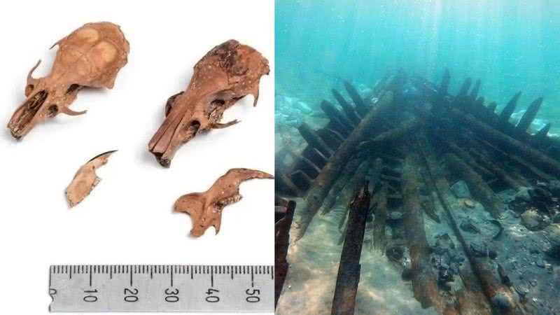 Fósseis encontrados no navio - Divulgação / A. Efremov/The Leon Recanati Institute for Maritime Studies)