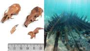 Fósseis encontrados no navio - Divulgação / A. Efremov/The Leon Recanati Institute for Maritime Studies)