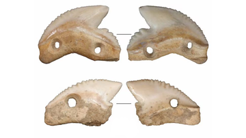 Dentes de tubarão descobertos na ilha de Celebes, na Indonésia - Divulgação/MC Langley