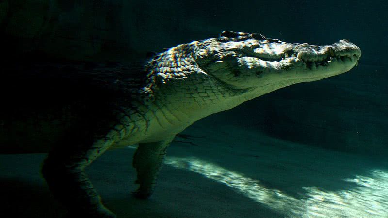 Foto ilustrativa de crocodilo no mar - Getty Images