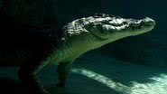 Foto ilustrativa de crocodilo no mar - Getty Images