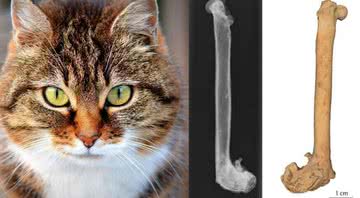 Imagem ilustrativa de gato (esq.) e ossos de gato encontrados na Rota da Seda - Divulgação/Montagem/Pixabay/ Ashleigh Haruda et.al