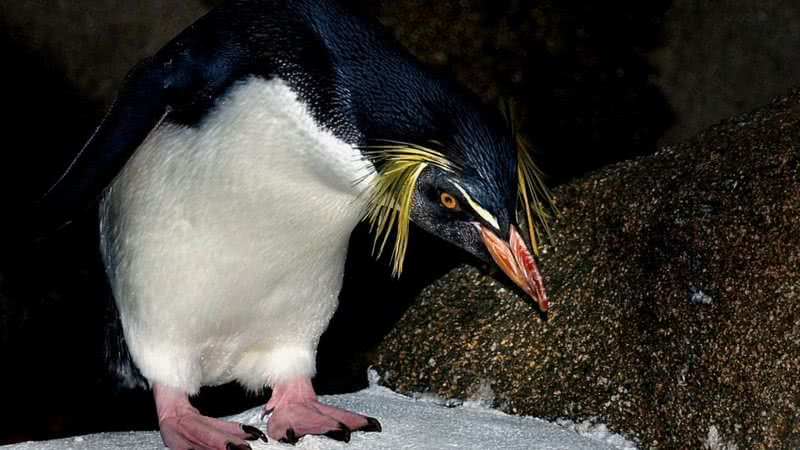 Imagem ilustrativa de pinguim-de-crista - Domínio Público