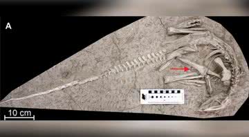 Fotografia do corpo do dinossauro recém-descoberto - Instituto Real Belga de Ciências Naturais / Carine Ciselet