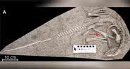 Fotografia do corpo do dinossauro recém-descoberto - Instituto Real Belga de Ciências Naturais / Carine Ciselet