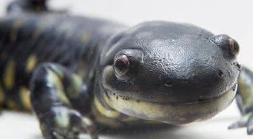 Foto ilustrativa de uma salamandra - Wikimedia Commons