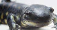 Foto ilustrativa de uma salamandra - Wikimedia Commons