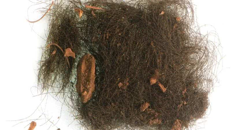 Fios de cabelo que revelaram uso de drogas durante Idade do Bronze - Divulgação/Universidade de Valladolid/P. Witte