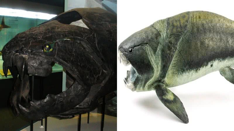 Fóssil e reconstrução artística do peixe Dunkleosteus terreli - Ghedoghedo e Matteo De Stefano/MUSE via Wikimedia Commons