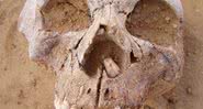 Crânio descoberto durante escavação nos sítios neolíticos - Divulgação/Expedição pré-histórica conjunta
