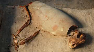 Esqueleto de cão encontrado no Egito - Divulgação/Marta Osypinska