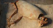 Esqueleto de cão encontrado no Egito - Divulgação/Marta Osypinska