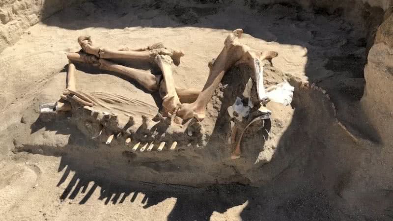 O esqueleto de cavalo - Divulgação - Bridger Hill