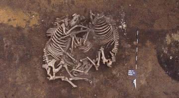 Os esqueletos de cavalos descobertos na Polônia - Divulgação/Jan Bulas