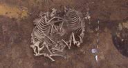 Os esqueletos de cavalos descobertos na Polônia - Divulgação/Jan Bulas