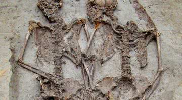 Os esqueletos descobertos na Itália - Divulgação - Archeomodena