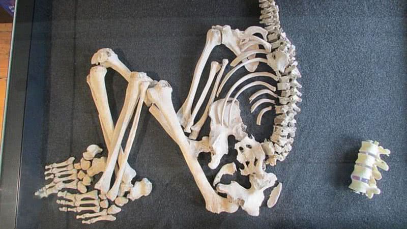 Fotografia do esqueleto do homem da Idade do Ferro - Divulgação/ South West Museum Development