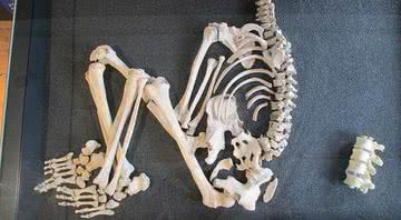 Fotografia do esqueleto do homem da Idade do Ferro - Divulgação/ South West Museum Development