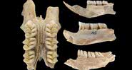 Esqueleto de um dos ratos encontrados - Divulgação/Lauren Nassef - Field Museum