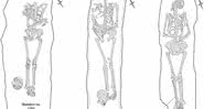 Desenho de esqueletos encontrados na Fazenda de Knobb - Divulgação/Universidade de Cambridge